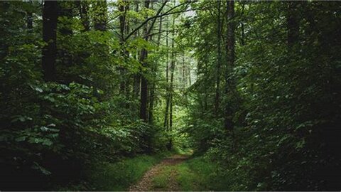 Tchologo : 2 milliards FCFA pour la protection des 12 forêts classées
