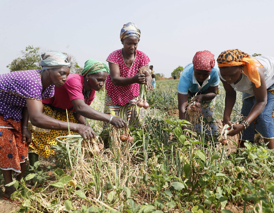 Autonomisation des jeunes et sécurité alimentaire : Le Programme Social du Gouvernement (PSGOUV2) obtient des résultats satisfaisants