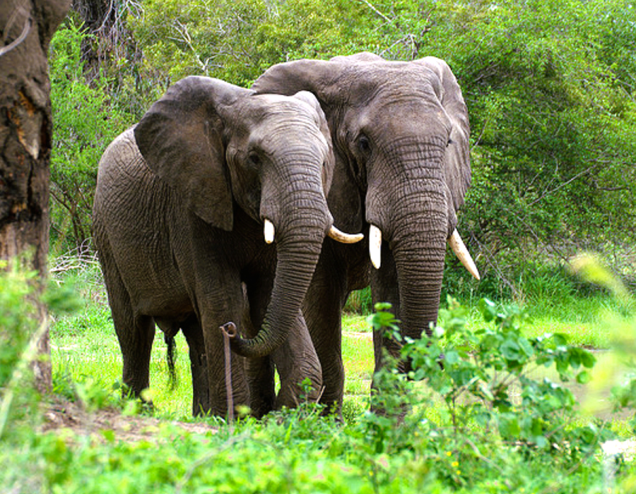 Préservation de l’espèce faunique : le gouvernement renforce la protection des éléphants menacés d’extinction