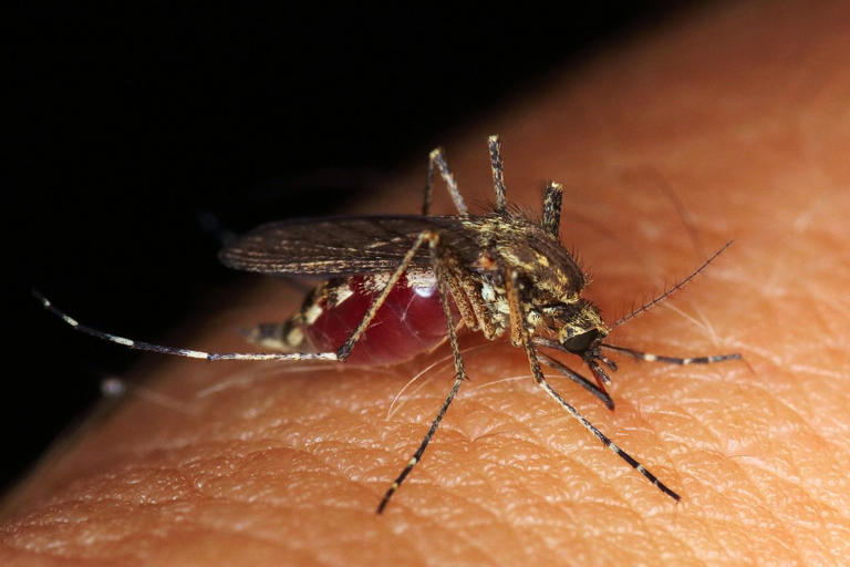 Lutte contre la dengue : pourquoi le Brésil libère –t-il des moustiques génétiquement modifiés, porteurs d’un gène mortel ?
